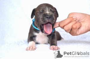 Foto №2 zu Ankündigung № 64316 zu verkaufen amerikanischer staffordshire terrier - einkaufen Rumänien quotient 	ankündigung, vom kindergarten, züchter