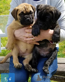 Foto №1. bullmastiff - zum Verkauf in der Stadt London Borough of Ealing | 500€ | Ankündigung № 111714