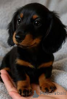 Foto №1. dackel - zum Verkauf in der Stadt Belfast | 700€ | Ankündigung № 166105