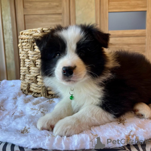 Foto №3. Border Collie Welpen zu verkaufen. Russische Föderation