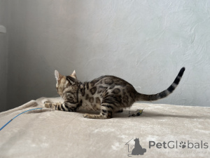 Foto №3. Marmorierte Bengalkatze. Frankreich