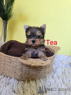 Foto №2 zu Ankündigung № 175018 zu verkaufen yorkshire terrier - einkaufen Serbien züchter