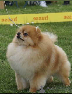 Foto №2 zu Ankündigung № 135226 zu verkaufen pommersche spitz - einkaufen Serbien 