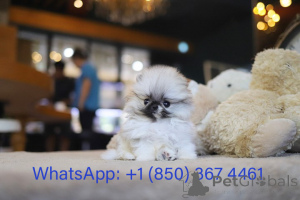 Foto №3. Dean Janet Kay Welpen Haus. USA