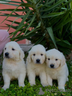 Foto №2 zu Ankündigung № 129402 zu verkaufen golden retriever - einkaufen Montenegro züchter
