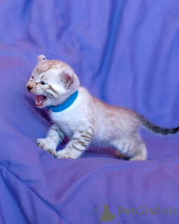 Foto №1. bengal katzenrasse - zum Verkauf in der Stadt Colorado Springs | 478€ | Ankündigung № 147419