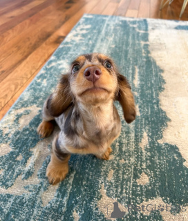 Foto №3. Niedliche, entzückende Dackelwelpen zu verkaufen. Kontaktieren Sie WhatsApp. Finnland