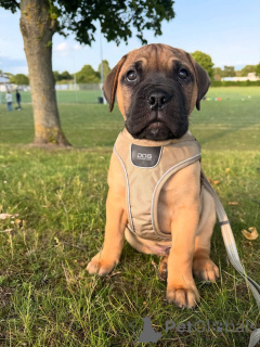 Foto №1. ca de bou - zum Verkauf in der Stadt Aizlenten | 500€ | Ankündigung № 158466