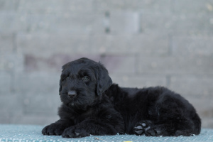 Foto №4. Ich werde verkaufen russischer schwarzer terrier in der Stadt Gomel. vom kindergarten - preis - verhandelt