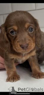 Foto №2 zu Ankündigung № 132761 zu verkaufen dackel - einkaufen Deutschland quotient 	ankündigung