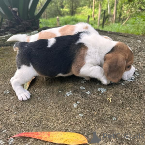 Foto №3. Reinrassige männliche und weibliche Beagle-Welpen zu verkaufen!!!. Frankreich
