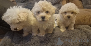 Foto №3. Bichon Frisé Welpen zu verkaufen. Kontaktieren Sie mich per. Deutschland