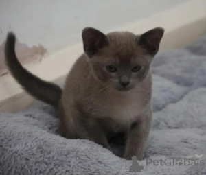 Foto №1. burma-katze - zum Verkauf in der Stadt Nördlingen | 350€ | Ankündigung № 177564