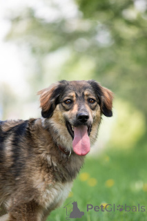 Foto №1. mischlingshund - zum Verkauf in der Stadt Москва | Frei | Ankündigung № 141409