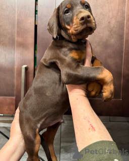 Foto №3. Urocze szczenięta dobermana do adopcji. Polen