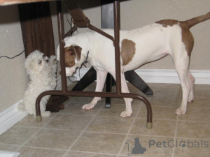 Foto №3. Eine Chance, Ihr Traum -Haustier (maltesischer Welpe) zu schnappen. 