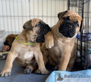 Foto №1. bullmastiff - zum Verkauf in der Stadt Las Vegas | verhandelt | Ankündigung № 170495