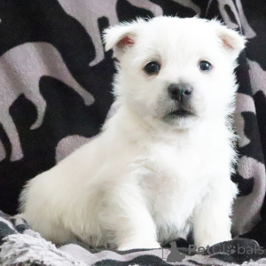 Foto №2 zu Ankündigung № 164582 zu verkaufen west highland white terrier - einkaufen USA quotient 	ankündigung