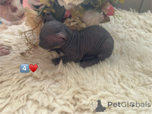 Foto №4. Ich werde verkaufen sphynx cat in der Stadt Москва. züchter - preis - 1078€