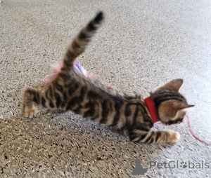 Foto №2 zu Ankündigung № 164610 zu verkaufen toyger - einkaufen Irland züchter