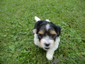 Foto №1. biewer terrier - zum Verkauf in der Stadt Nürnberg | verhandelt | Ankündigung № 166088