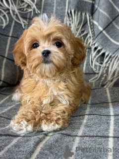 Foto №2 zu Ankündigung № 133628 zu verkaufen maltipu - einkaufen USA 