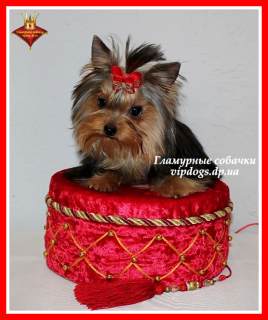 Foto №1. yorkshire terrier - zum Verkauf in der Stadt Kiew | 2500€ | Ankündigung № 6235