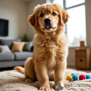 Foto №2 zu Ankündigung № 165141 zu verkaufen golden retriever - einkaufen Polen züchter