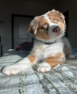 Foto №2 zu Ankündigung № 63322 zu verkaufen australian shepherd - einkaufen Polen quotient 	ankündigung