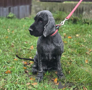 Foto №4. Ich werde verkaufen english cocker spaniel in der Stadt Moskwa. quotient 	ankündigung - preis - Frei