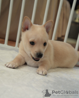 Foto №3. Portugiesische Podengo-Welpen. Russische Föderation