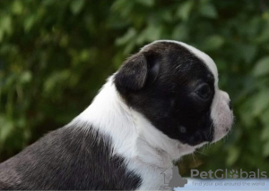 Foto №2 zu Ankündigung № 114441 zu verkaufen boston terrier - einkaufen Serbien züchter