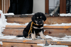 Foto №4. Ich werde verkaufen mongolischer wolfshund der burjaten in der Stadt Woronesch. quotient 	ankündigung - preis - 493€