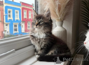 Foto №1. maine-coon-katze - zum Verkauf in der Stadt Legonovo | 350€ | Ankündigung № 178685