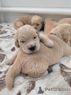 Foto №2 zu Ankündigung № 177760 zu verkaufen golden retriever - einkaufen Niederlande quotient 	ankündigung