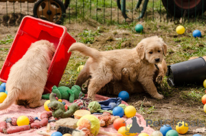Foto №4. Ich werde verkaufen golden retriever in der Stadt Frederickshavn. quotient 	ankündigung, züchter - preis - 1000€