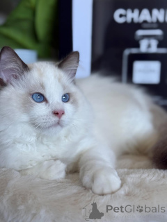Foto №4. Ich werde verkaufen ragdoll-katze in der Stadt Larochett. züchter - preis - verhandelt