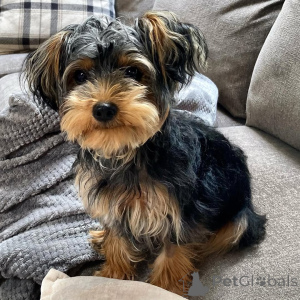 Foto №2 zu Ankündigung № 136290 zu verkaufen yorkshire terrier - einkaufen Großbritannien quotient 	ankündigung