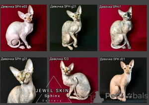 Foto №1. sphynx cat - zum Verkauf in der Stadt Москва | 186€ | Ankündigung № 29683