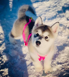 Foto №1. alaskan malamute - zum Verkauf in der Stadt Dekani | verhandelt | Ankündigung № 172901