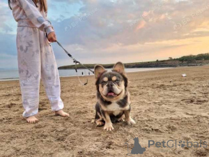 Foto №2 zu Ankündigung № 160025 zu verkaufen französische bulldogge - einkaufen Rumänien quotient 	ankündigung