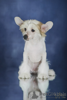 Foto №3. Chinese Crested Dog Welpe. Lettland