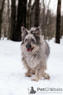 Zusätzliche Fotos: Ein wunderschöner Hund in guten Händen.