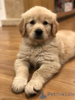Foto №3. Wunderschöne Golden Retriever-Welpen suchen ihr Zuhause für immer. Österreich