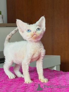 Foto №1. devon rex - zum Verkauf in der Stadt Gliwice | verhandelt | Ankündigung № 178109