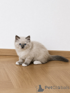 Foto №2 zu Ankündigung № 171862 zu verkaufen ragdoll-katze - einkaufen Belgien 