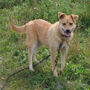 Foto №2 zu Ankündigung № 24729 zu verkaufen mischlingshund - einkaufen Russische Föderation aus dem tierheim