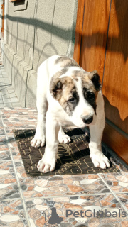 Foto №4. Ich werde verkaufen zentralasiatischer owtscharka in der Stadt Комрат. züchter - preis - 1000€