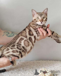 Foto №1. bengal katzenrasse - zum Verkauf in der Stadt Baden-Baden | 350€ | Ankündigung № 170870