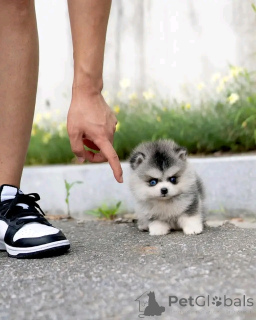 Foto №3. Siberian Husky Welpen zur Adoption. Deutschland